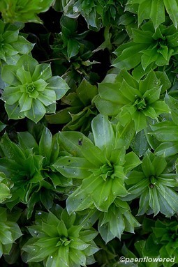 Plant form